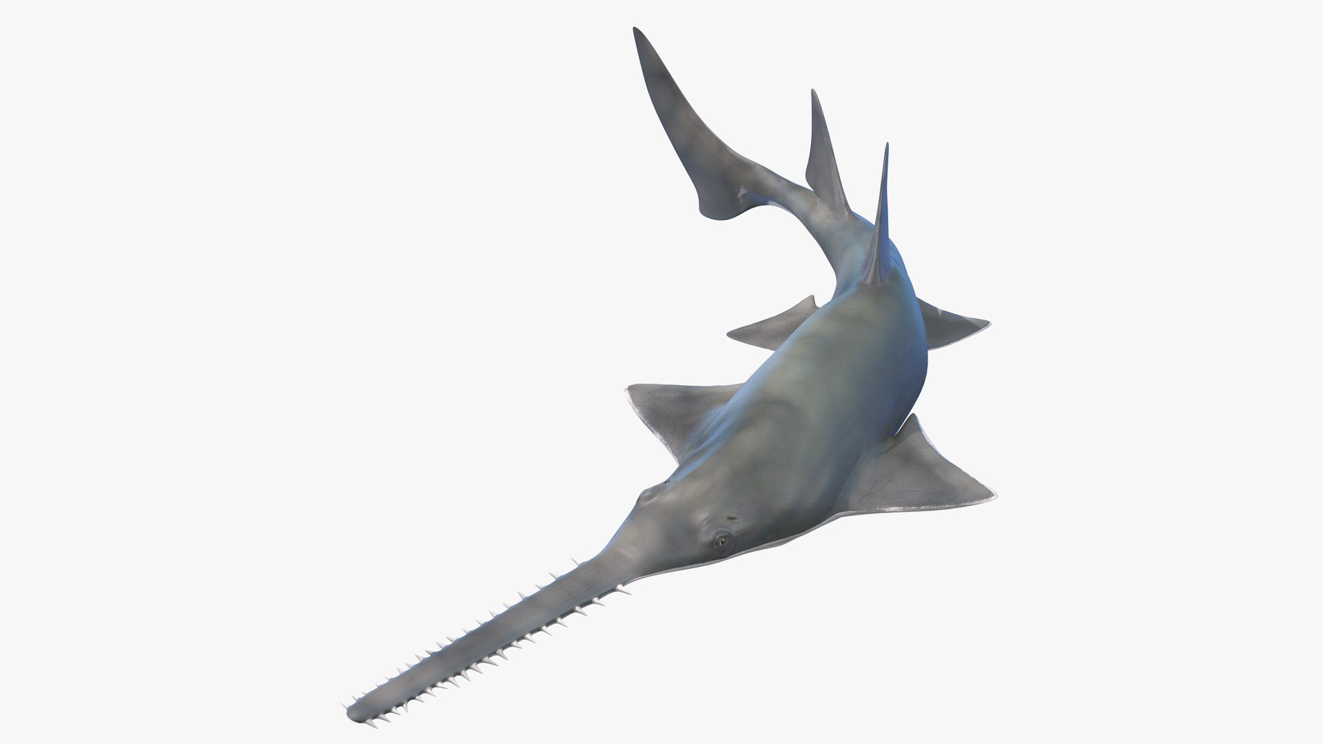 Sawfish Rigged for Maya 3D model preview