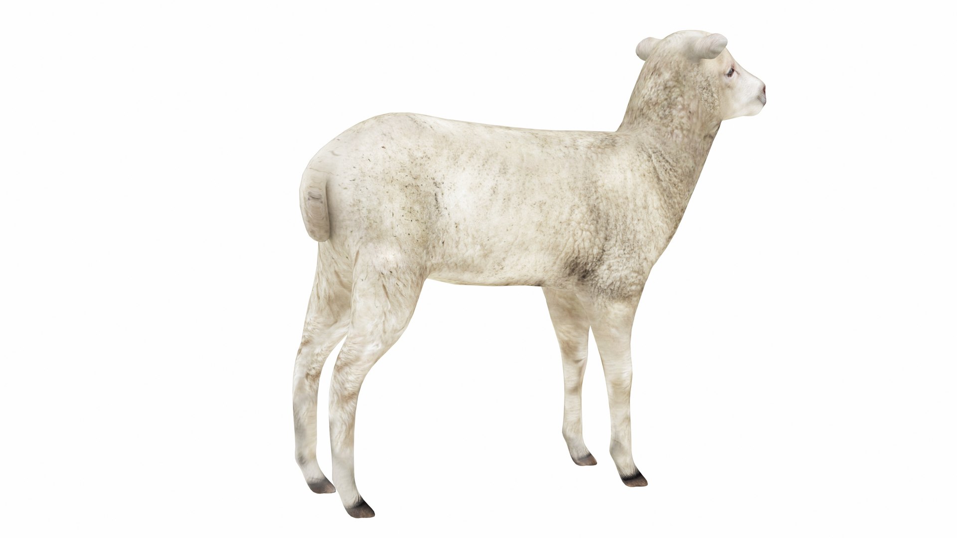 3D Lamb https://p.turbosquid.com/ts-thumb/up/cCOjh2/1a/lamb3/jpg/1737476962/1920x1080/fit_q87/029fc3e189a7539797a0f4a949ccd1c7c5e25bc0/lamb3.jpg