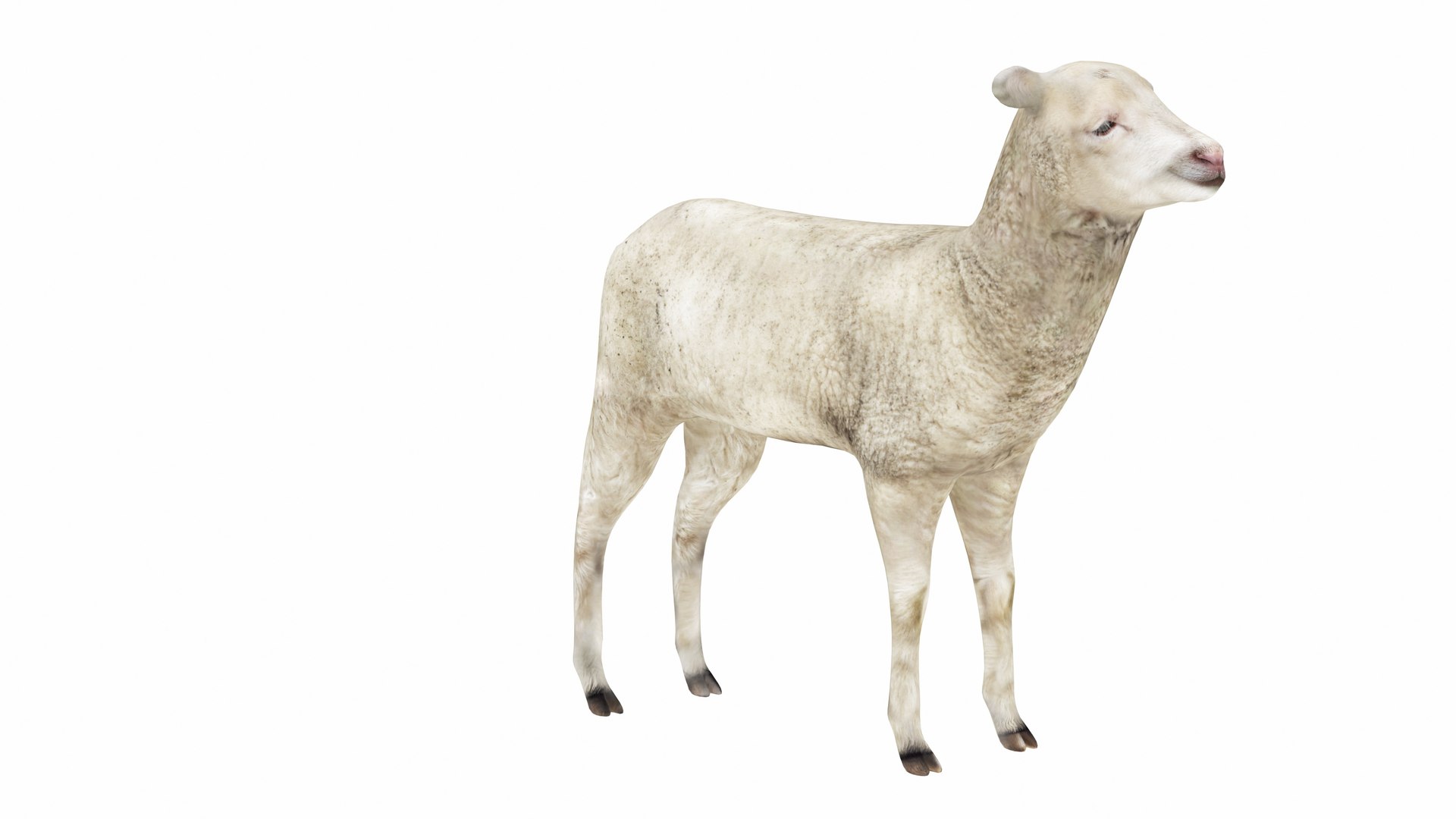 3D Lamb https://p.turbosquid.com/ts-thumb/up/cCOjh2/Dq/lamb4/jpg/1737476964/1920x1080/fit_q87/c43797680535f365b031de1e19483dbf2bcd356a/lamb4.jpg