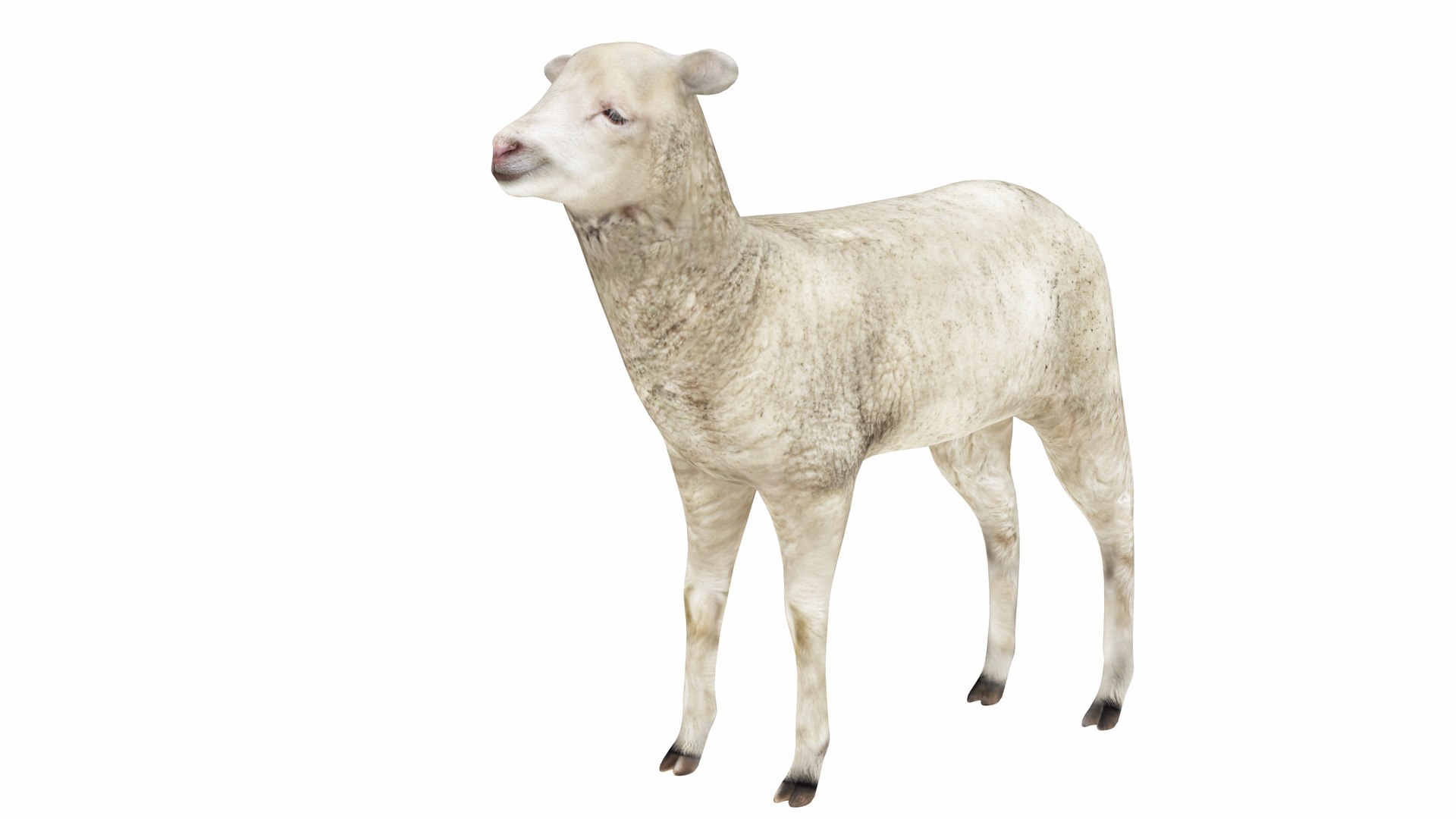 3D Lamb https://p.turbosquid.com/ts-thumb/up/cCOjh2/Ez/lamb1/jpg/1737476961/1920x1080/fit_q87/66cf7b2024e838d8004c2eca8542b740c2025e00/lamb1.jpg
