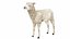 Lamb