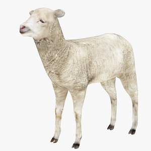3D Lamb