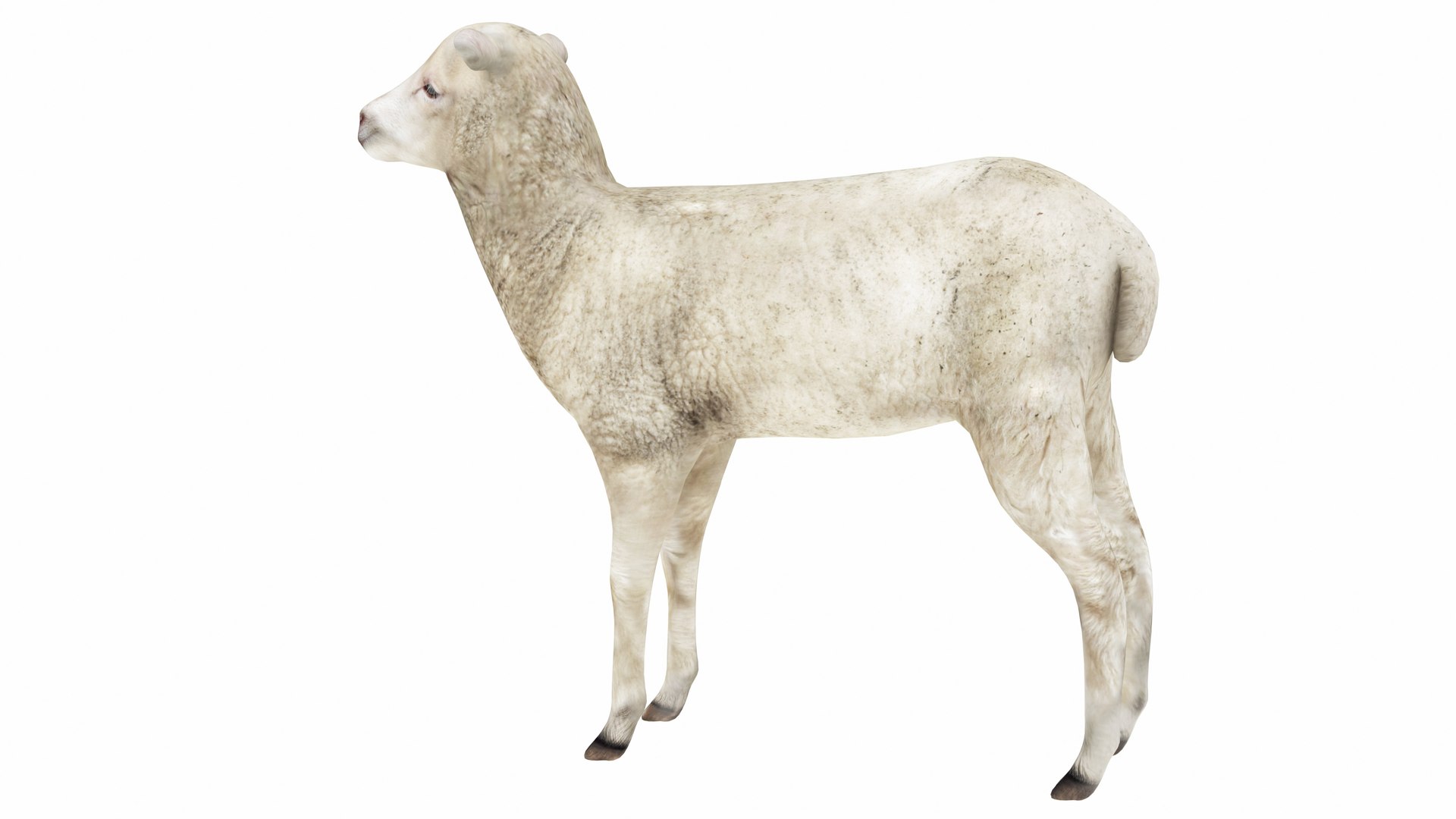3D Lamb https://p.turbosquid.com/ts-thumb/up/cCOjh2/jH/lamb2/jpg/1737476961/1920x1080/fit_q87/4a6595f8bcbae9d03a18f0360c8dfa1593d18a9c/lamb2.jpg