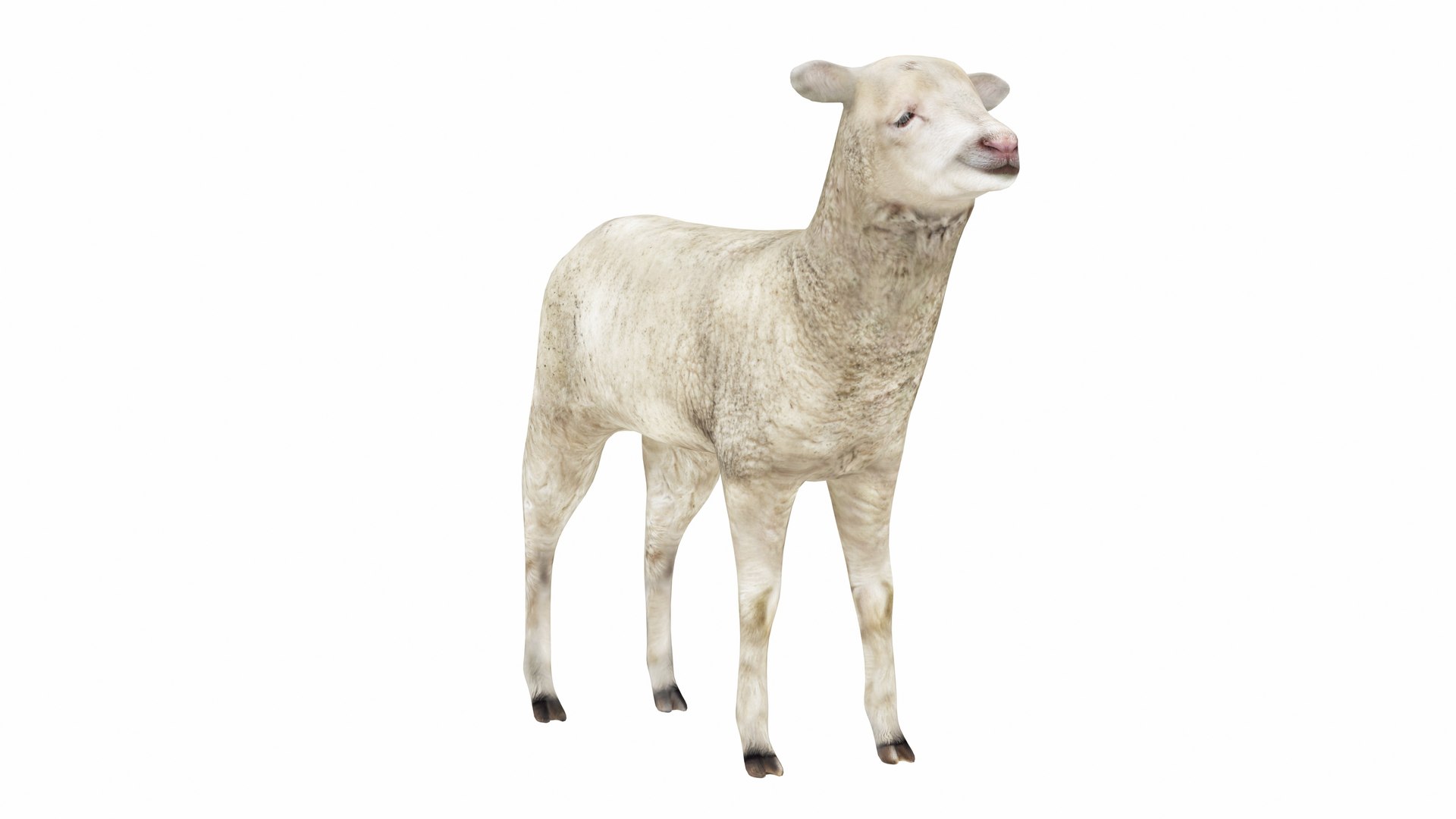 3D Lamb https://p.turbosquid.com/ts-thumb/up/cCOjh2/wM/lamb5/jpg/1737476964/1920x1080/fit_q87/3242a90af32c2edfac31d7339dc7dd06e2226edb/lamb5.jpg