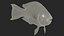 3D Yellow Coral Parrotfish Rigged for Cinema 4D