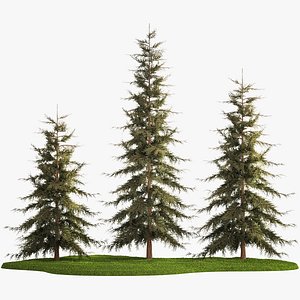 Spruce And Fir Trees For The Park 1157 3D