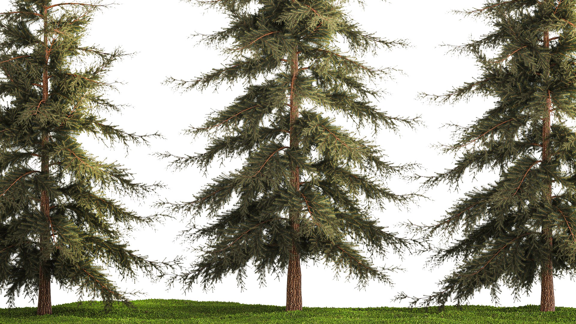 Spruce And Fir Trees For The Park 1157 3D - TurboSquid 1997994