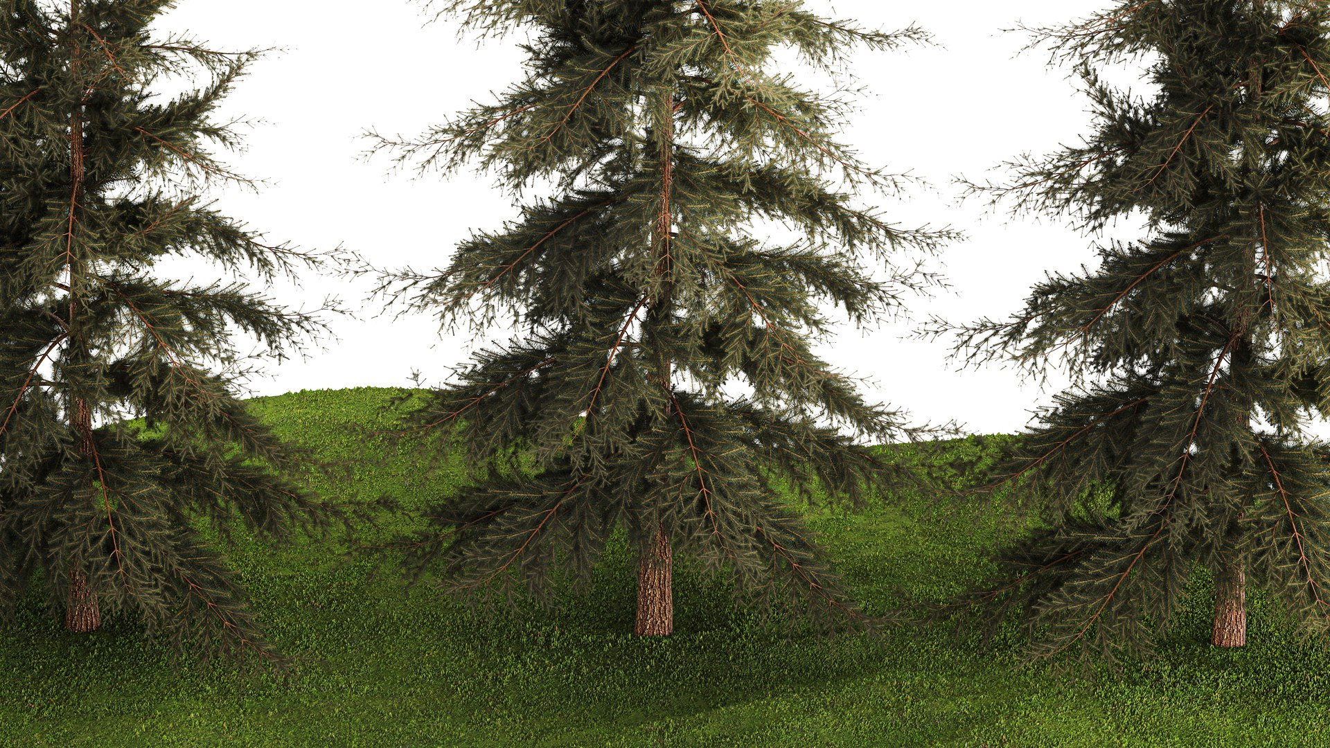 Spruce And Fir Trees For The Park 1157 3D - TurboSquid 1997994