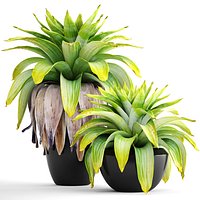 Tropical plant shrubs Bromelia