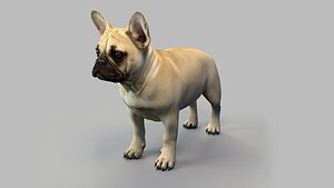 3D french bulldog