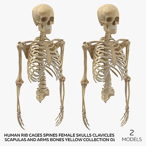 Human Rib Cages Spines Female Skulls Clavicles Scapulas and Arms Bones Yellow Collection 01 - 2 mode