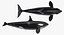 3D model killer whale rigged