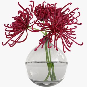 Chrysanthemum 3D