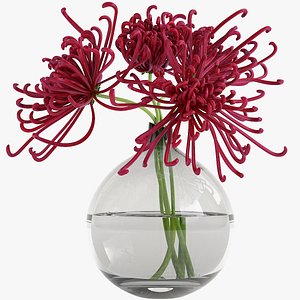 Chrysanthemum