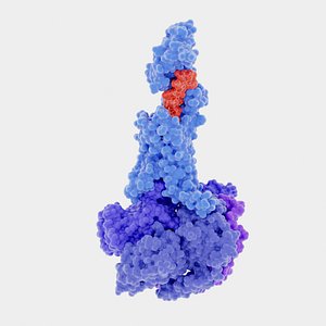 The glucagon-like peptide-1 receptor in complex with G-proteins and the agonist tirzepatide