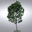 HI Realistic Series Tree - 012