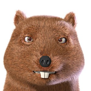Beaver