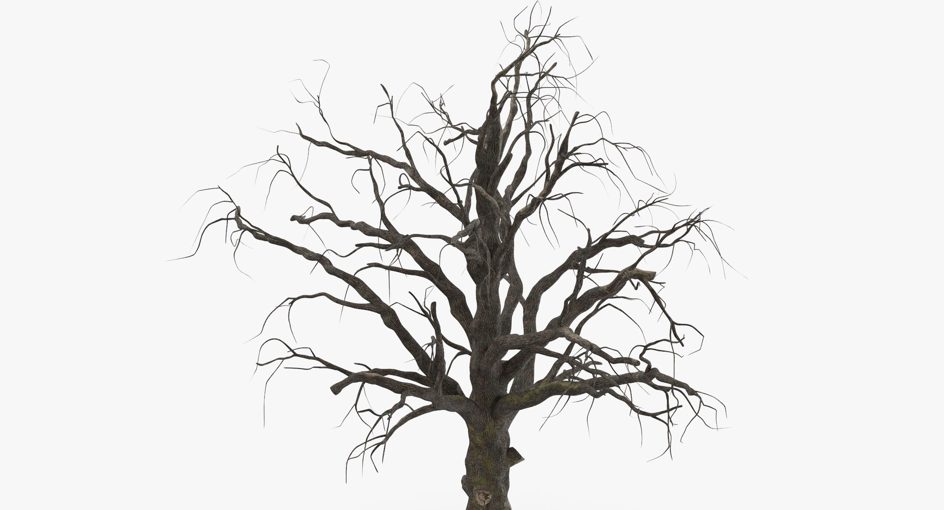 3d model old dead tree 01 https://p.turbosquid.com/ts-thumb/uq/q4fLLH/6FysN2AX/old_dead_tree_01_thumbnail_0007/jpg/1481471838/1920x1080/fit_q87/569ba208bba89521942ab52b0f194ae5a3e7e4f9/old_dead_tree_01_thumbnail_0007.jpg