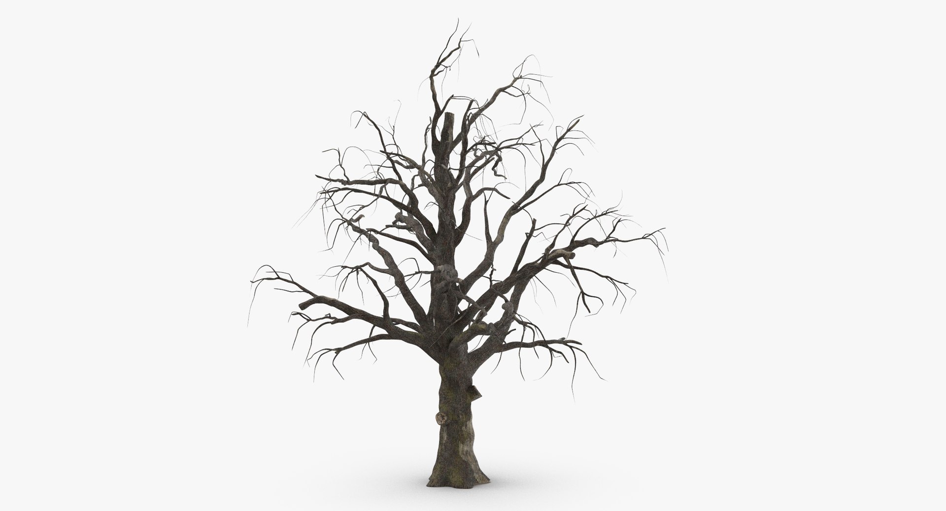 3d model old dead tree 01 https://p.turbosquid.com/ts-thumb/uq/q4fLLH/gid1FMrH/old_dead_tree_01_thumbnail_0003/jpg/1481471838/1920x1080/fit_q87/39a9e40074e70d721766085e87c564a321842e82/old_dead_tree_01_thumbnail_0003.jpg
