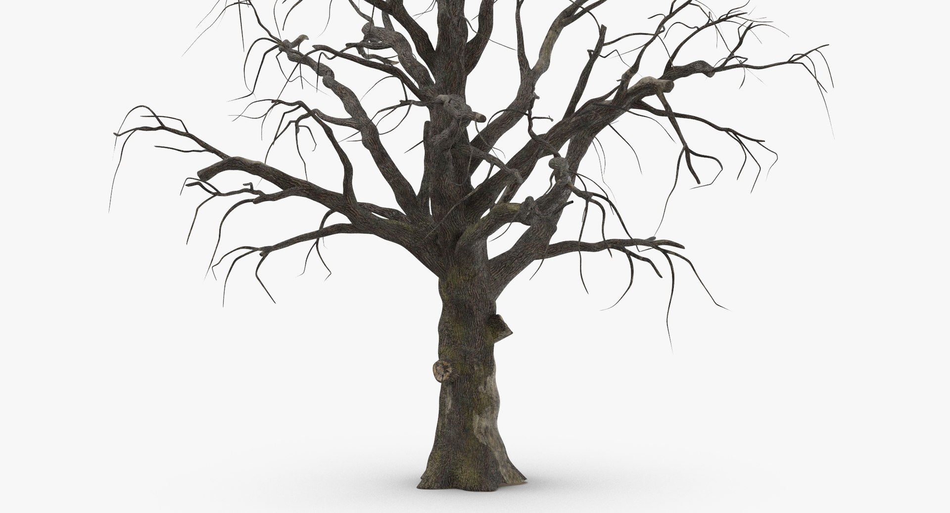 3d model old dead tree 01 https://p.turbosquid.com/ts-thumb/uq/q4fLLH/isdI1k1j/old_dead_tree_01_thumbnail_0004/jpg/1481471838/1920x1080/fit_q87/f6aea12a3e133085b76fd10a1b5ff9ee5a04f1ae/old_dead_tree_01_thumbnail_0004.jpg