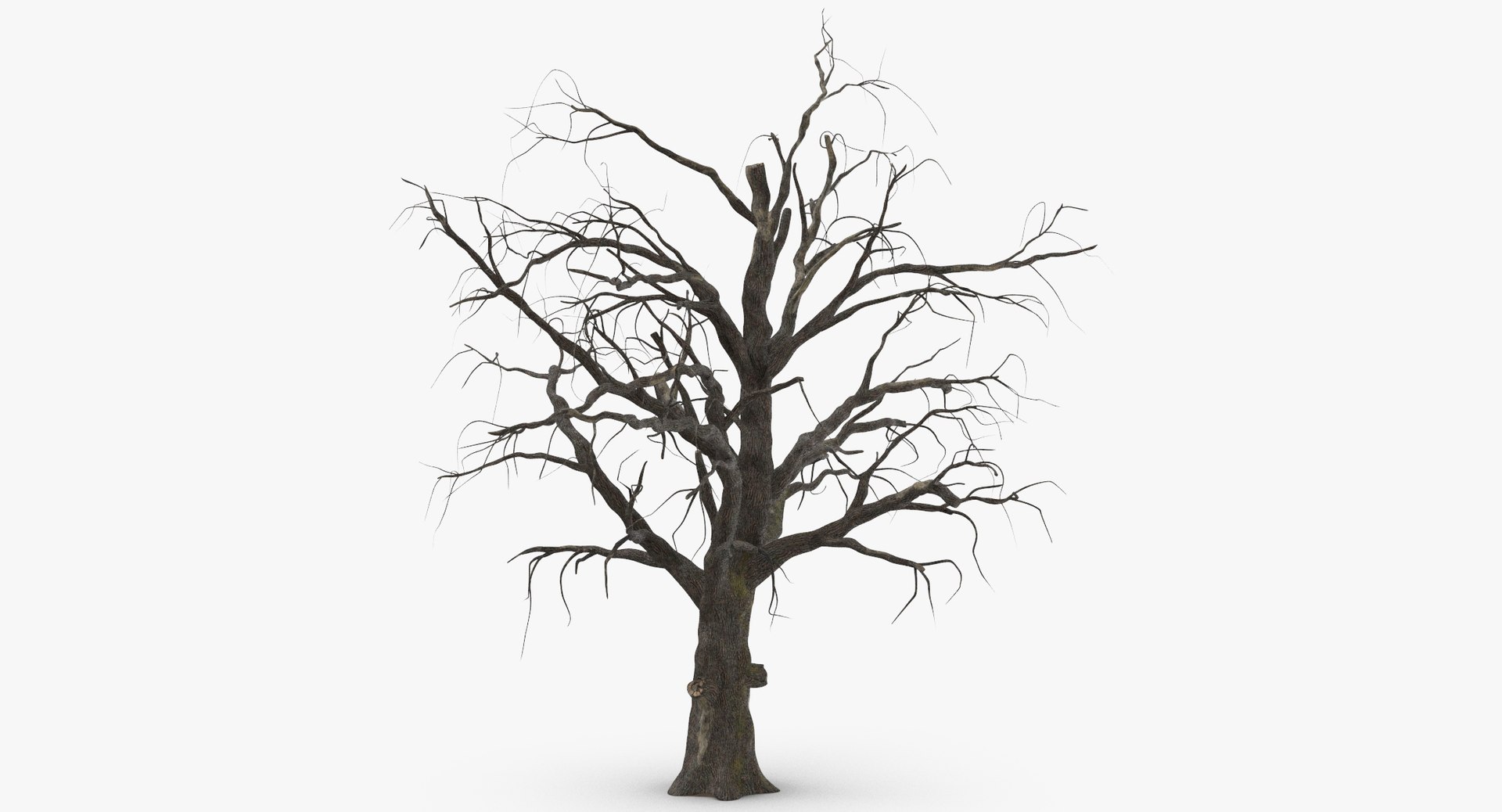 3d model old dead tree 01 https://p.turbosquid.com/ts-thumb/uq/q4fLLH/xT5obcvw/old_dead_tree_01_thumbnail_0001/jpg/1481471838/1920x1080/fit_q87/803c1c52bfca028d5f12957ff6359c446524c933/old_dead_tree_01_thumbnail_0001.jpg