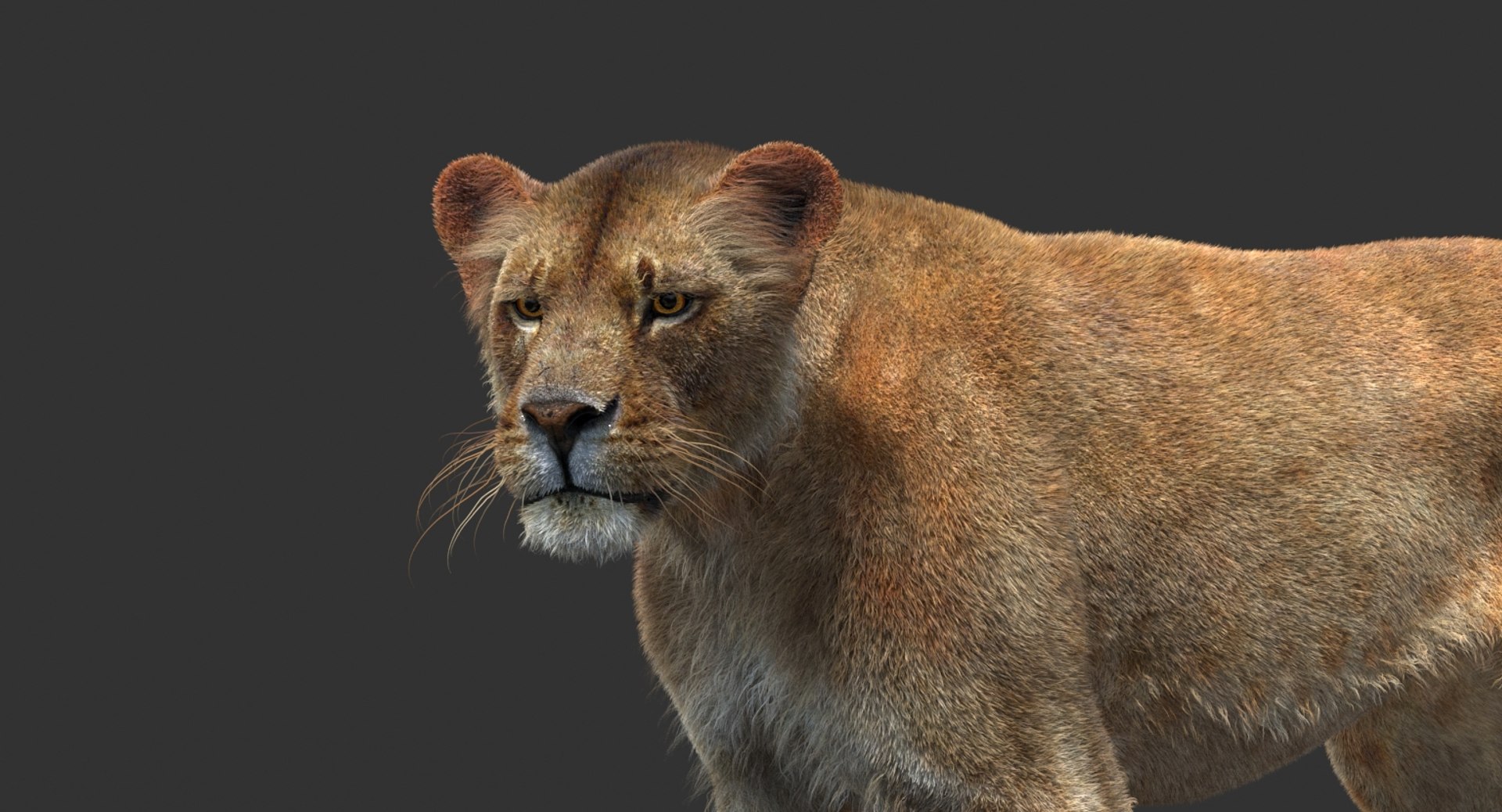 3D lioness 2 fur colors model https://p.turbosquid.com/ts-thumb/uq/yNJToX/0SGrze1V/lion3dmodelfurvray16/jpg/1493838611/1920x1080/fit_q87/e0bce4d409252526892e5e8dda31f574d777ded5/lion3dmodelfurvray16.jpg