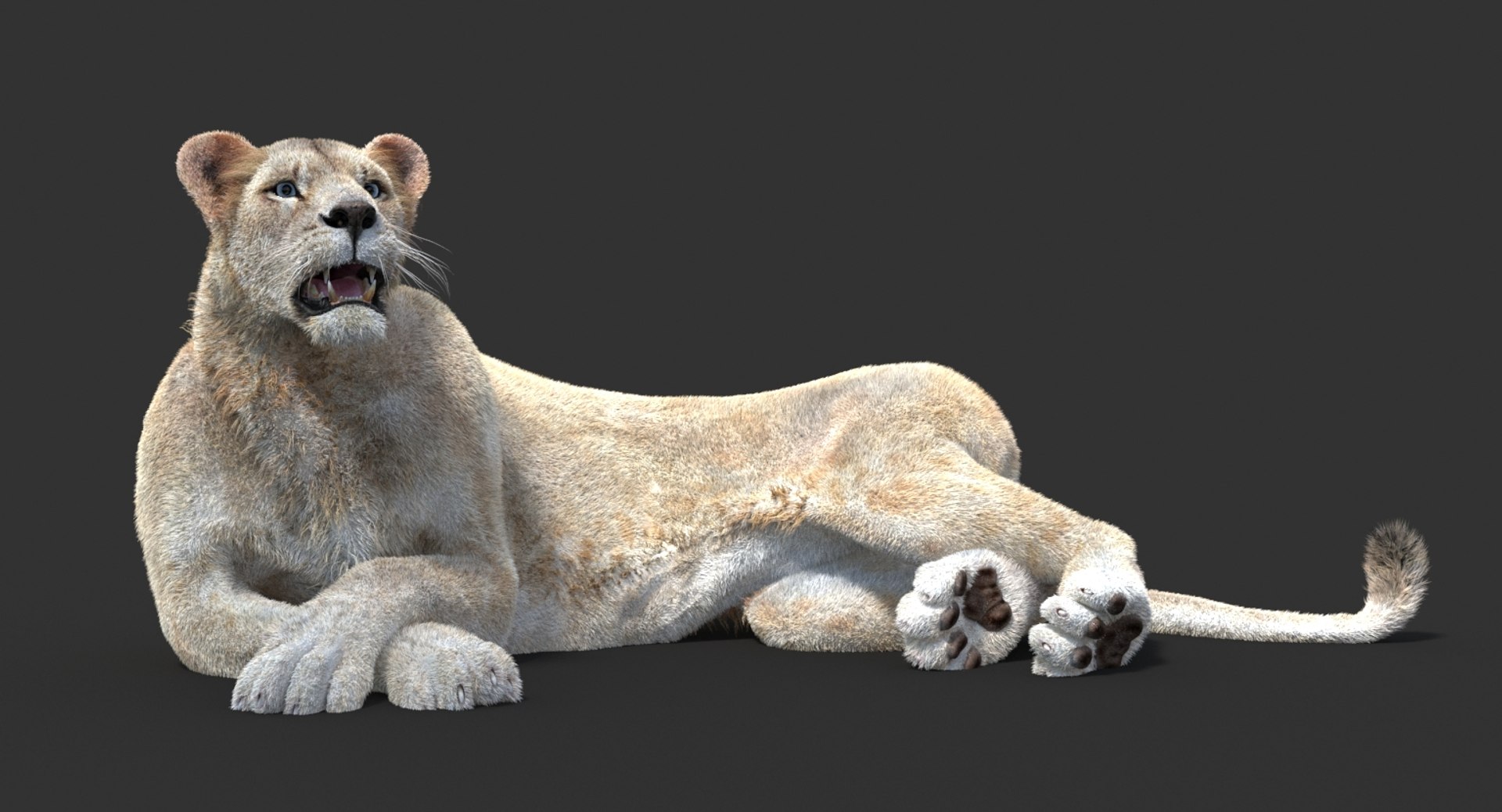 3D lioness 2 fur colors model https://p.turbosquid.com/ts-thumb/uq/yNJToX/4dXlhx2J/lion3dmodelfurvray08_white/jpg/1493829429/1920x1080/fit_q87/0a8c243fd0d82267ad93436ae2c52867ce4c8d4a/lion3dmodelfurvray08_white.jpg