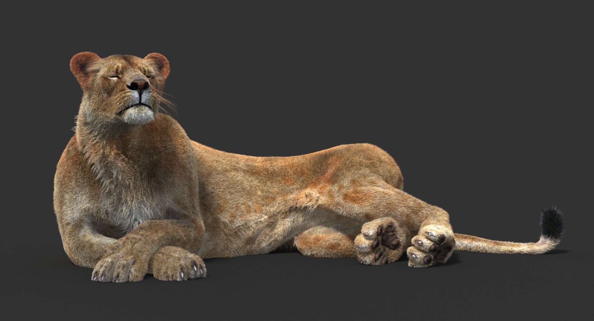3D lioness 2 fur colors model https://p.turbosquid.com/ts-thumb/uq/yNJToX/CaBu8AF2/lion3dmodelfurvray09/jpg/1493829429/1920x1080/fit_q87/5635bb53df3f31282bf850a9052f2a43584c9d02/lion3dmodelfurvray09.jpg