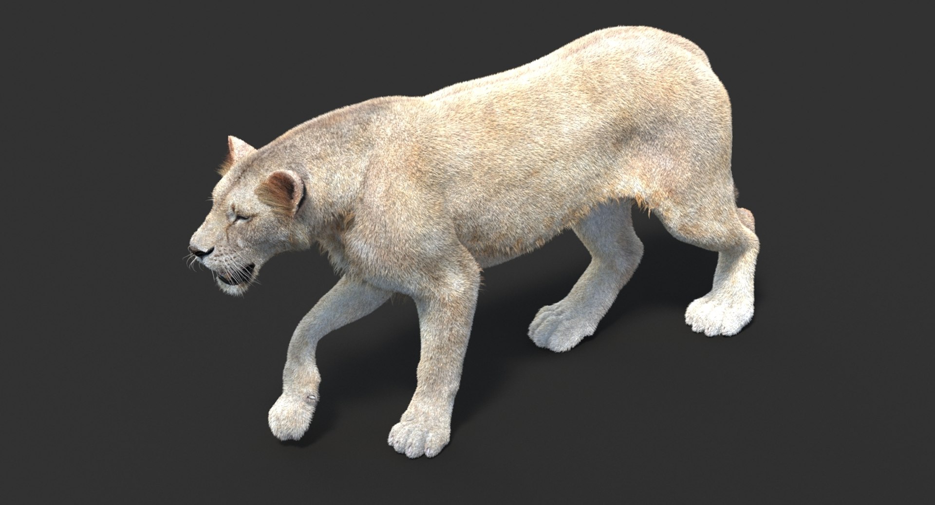 3D lioness 2 fur colors model https://p.turbosquid.com/ts-thumb/uq/yNJToX/GvqOFdr0/lion3dmodelfurvray13_white/jpg/1493838611/1920x1080/fit_q87/9cad5c360de40ce8945a08c2d1b7df5495fbc77a/lion3dmodelfurvray13_white.jpg