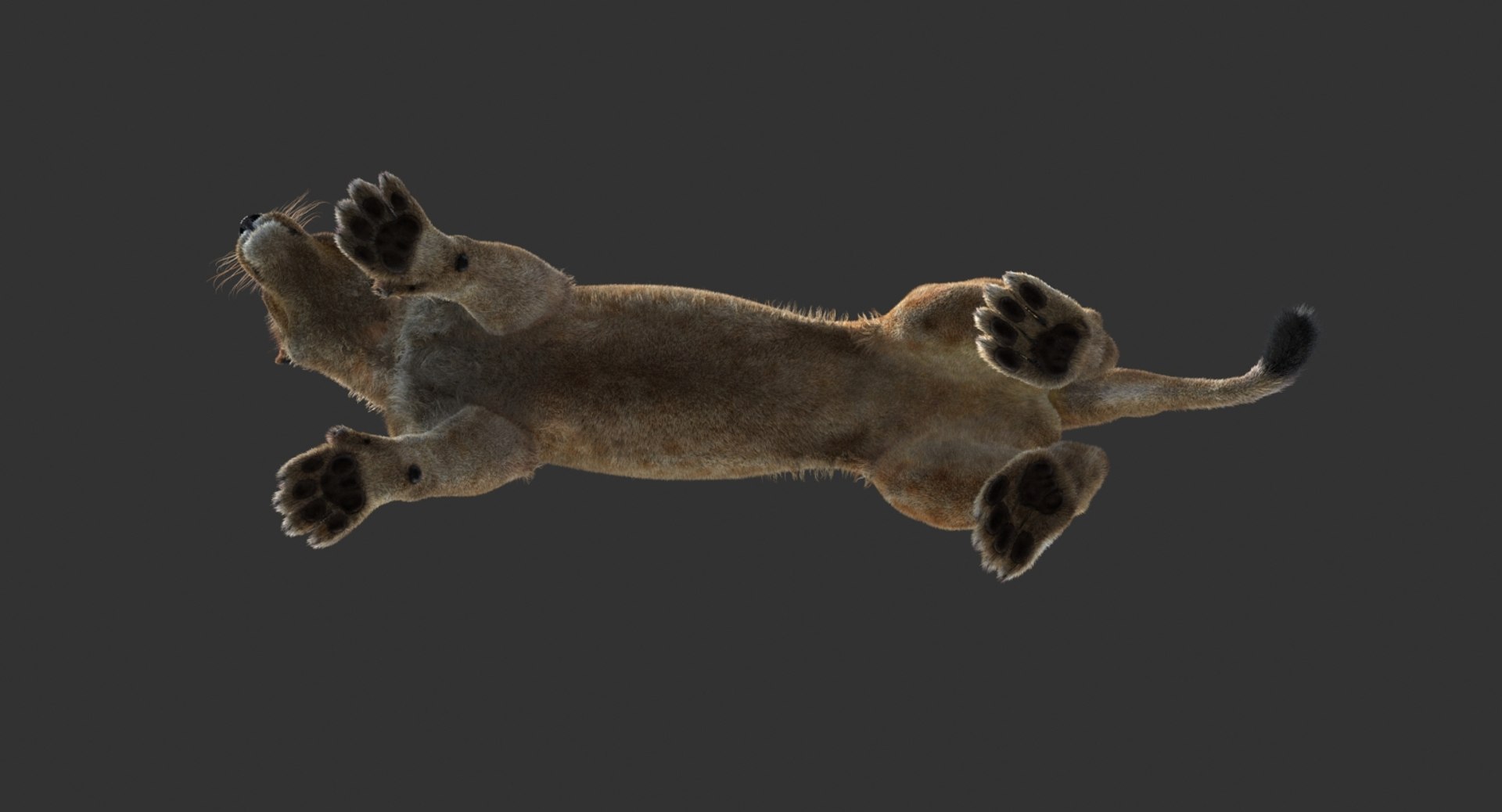 3D lioness 2 fur colors model https://p.turbosquid.com/ts-thumb/uq/yNJToX/IZXH2wTg/lion3dmodelfurvray18/jpg/1493838611/1920x1080/fit_q87/321045287fe80189a38a56eb1ce24a945412e17c/lion3dmodelfurvray18.jpg