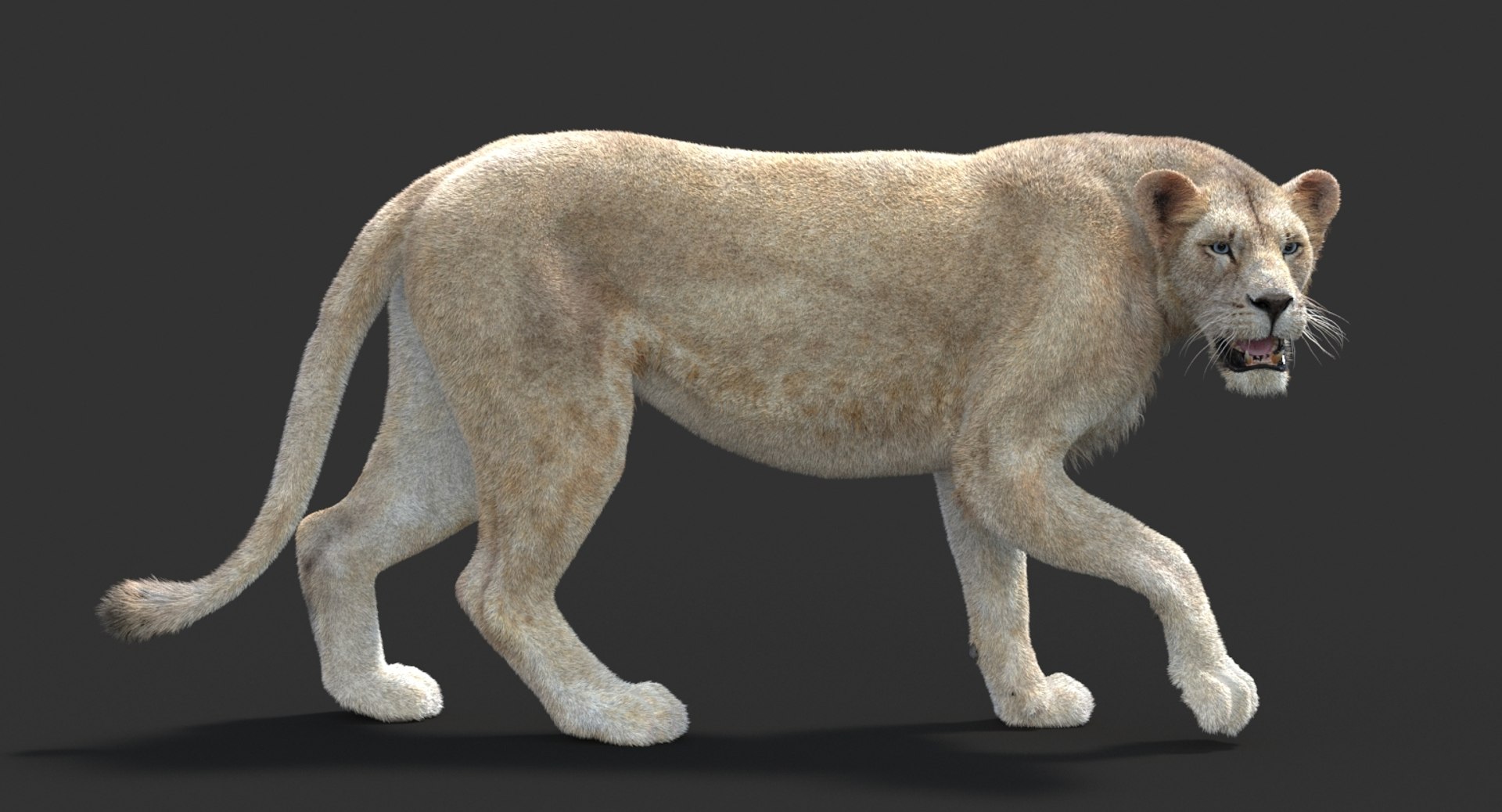 3D lioness 2 fur colors model https://p.turbosquid.com/ts-thumb/uq/yNJToX/JvjFM6Lo/lion3dmodelfurvray10_white/jpg/1493838611/1920x1080/fit_q87/b538e8f6dd373a273ac1781f676333affe2427e9/lion3dmodelfurvray10_white.jpg