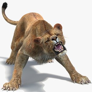 Lioness 2 Fur Animated Two Colors