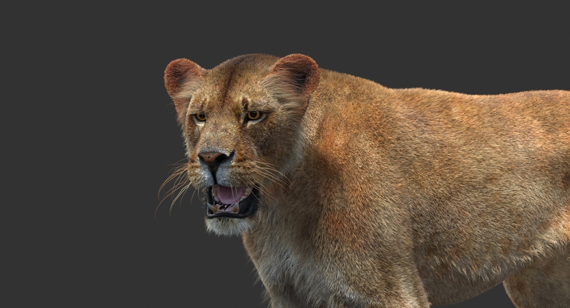 3D lioness 2 fur colors model https://p.turbosquid.com/ts-thumb/uq/yNJToX/RqjN62yp/lion3dmodelfurvray14/jpg/1493838611/1920x1080/fit_q87/a3a46b2f4024909cdbaeb354f8293529d7ccd6f4/lion3dmodelfurvray14.jpg
