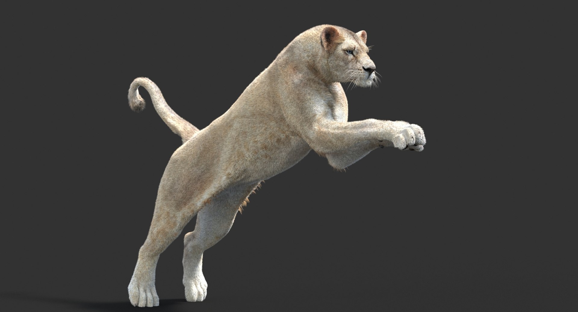 3D lioness 2 fur colors model https://p.turbosquid.com/ts-thumb/uq/yNJToX/ShkVqEXo/lion3dmodelfurvray11_white/jpg/1493838611/1920x1080/fit_q87/9f15919395e90ad489b21571764e2a3c781cbc08/lion3dmodelfurvray11_white.jpg