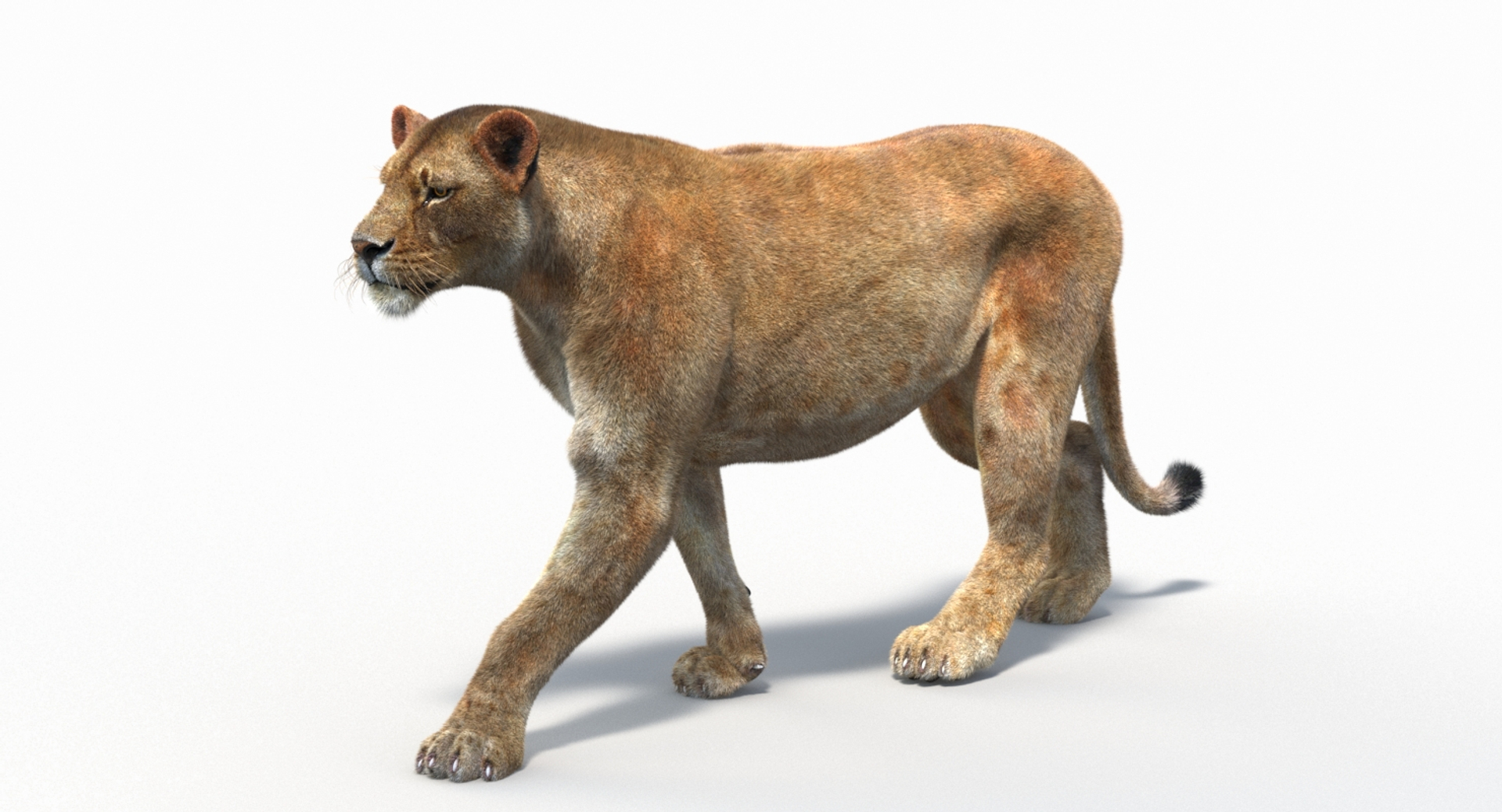 3D lioness 2 fur colors model https://p.turbosquid.com/ts-thumb/uq/yNJToX/WQD5QSSn/lion_walk_fur/jpg/1493814397/1920x1080/turn_fit_q99/893343a367d4df8ea242068d53e30880968a6af2/lion_walk_fur-1.jpg