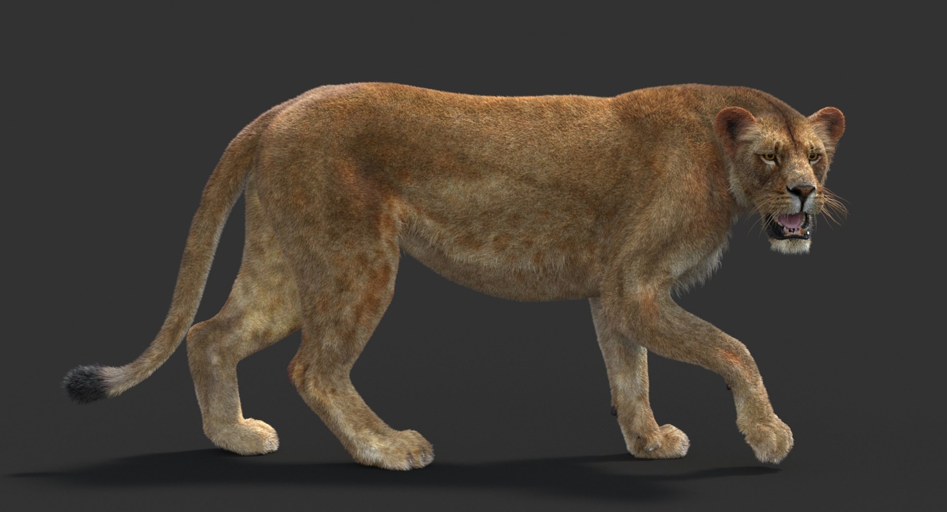 3D lioness 2 fur colors model https://p.turbosquid.com/ts-thumb/uq/yNJToX/X6ktvK0L/lion3dmodelfurvray10/jpg/1493829429/1920x1080/fit_q87/ffce30e272ffeb7bfa6abf7775c382109bcab0c2/lion3dmodelfurvray10.jpg
