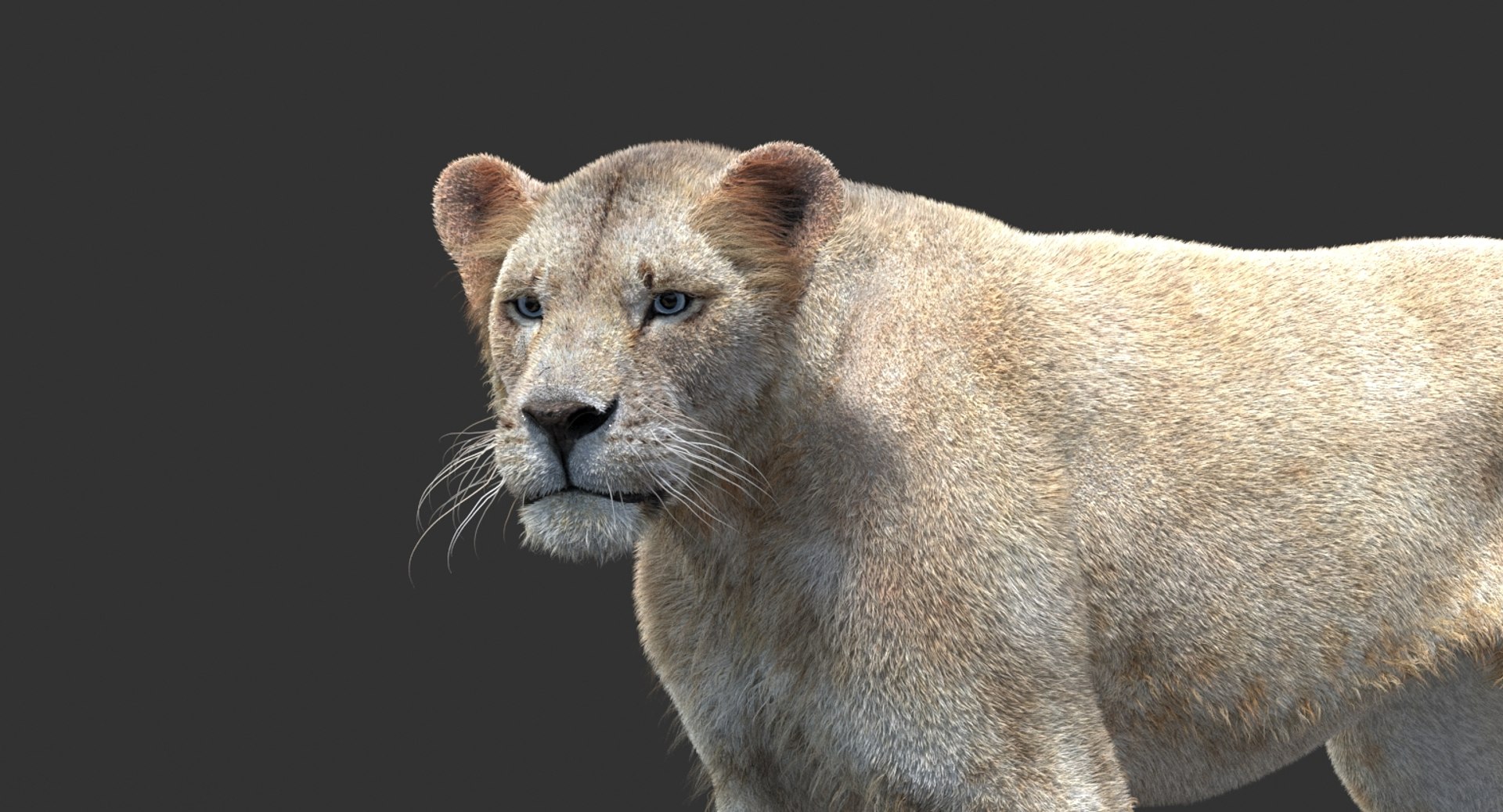 3D lioness 2 fur colors model https://p.turbosquid.com/ts-thumb/uq/yNJToX/XFvETZOJ/lion3dmodelfurvray16_white/jpg/1493838611/1920x1080/fit_q87/dd1c30da240fd175ec41fb69de5489dea785c994/lion3dmodelfurvray16_white.jpg