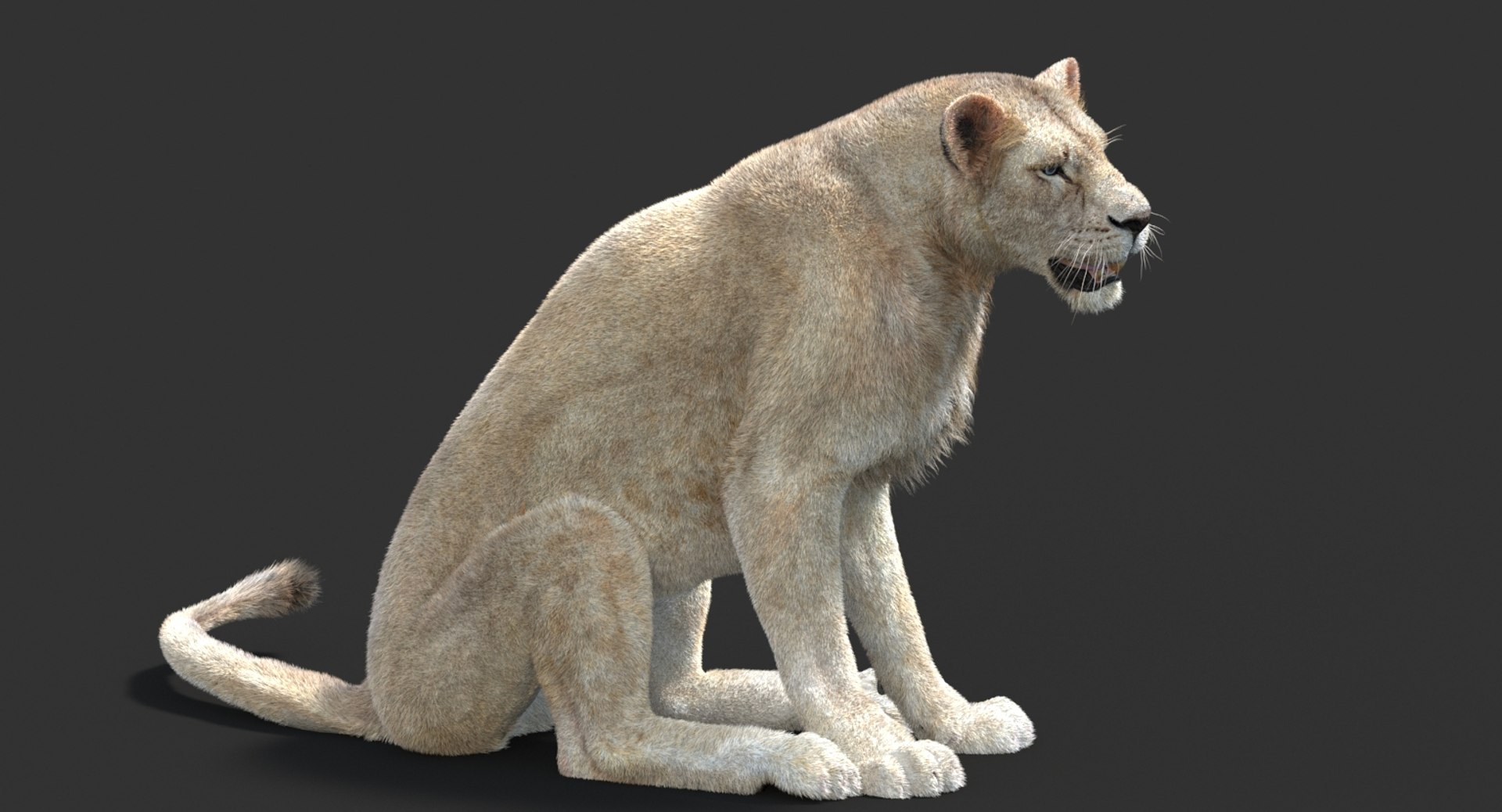 3D lioness 2 fur colors model https://p.turbosquid.com/ts-thumb/uq/yNJToX/YKlp9kfz/lion3dmodelfurvray07_white/jpg/1493829429/1920x1080/fit_q87/210cb499a032ebea26e4b5538fee36bb771598b9/lion3dmodelfurvray07_white.jpg