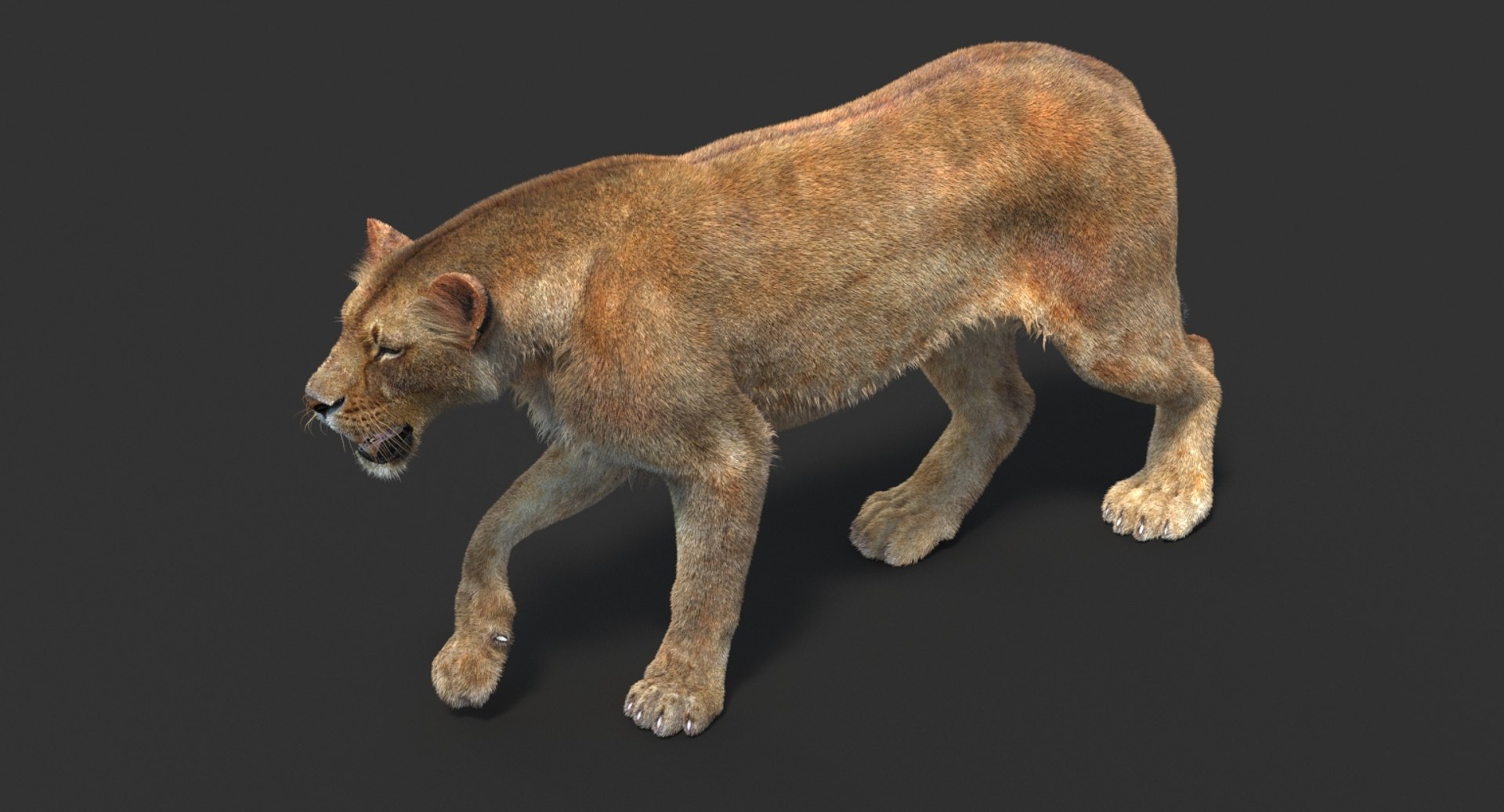 3D lioness 2 fur colors model https://p.turbosquid.com/ts-thumb/uq/yNJToX/iX1xpHf5/lion3dmodelfurvray13/jpg/1493838611/1920x1080/fit_q87/b9958963176002c64c09eafbbb60ffa10c6ad499/lion3dmodelfurvray13.jpg