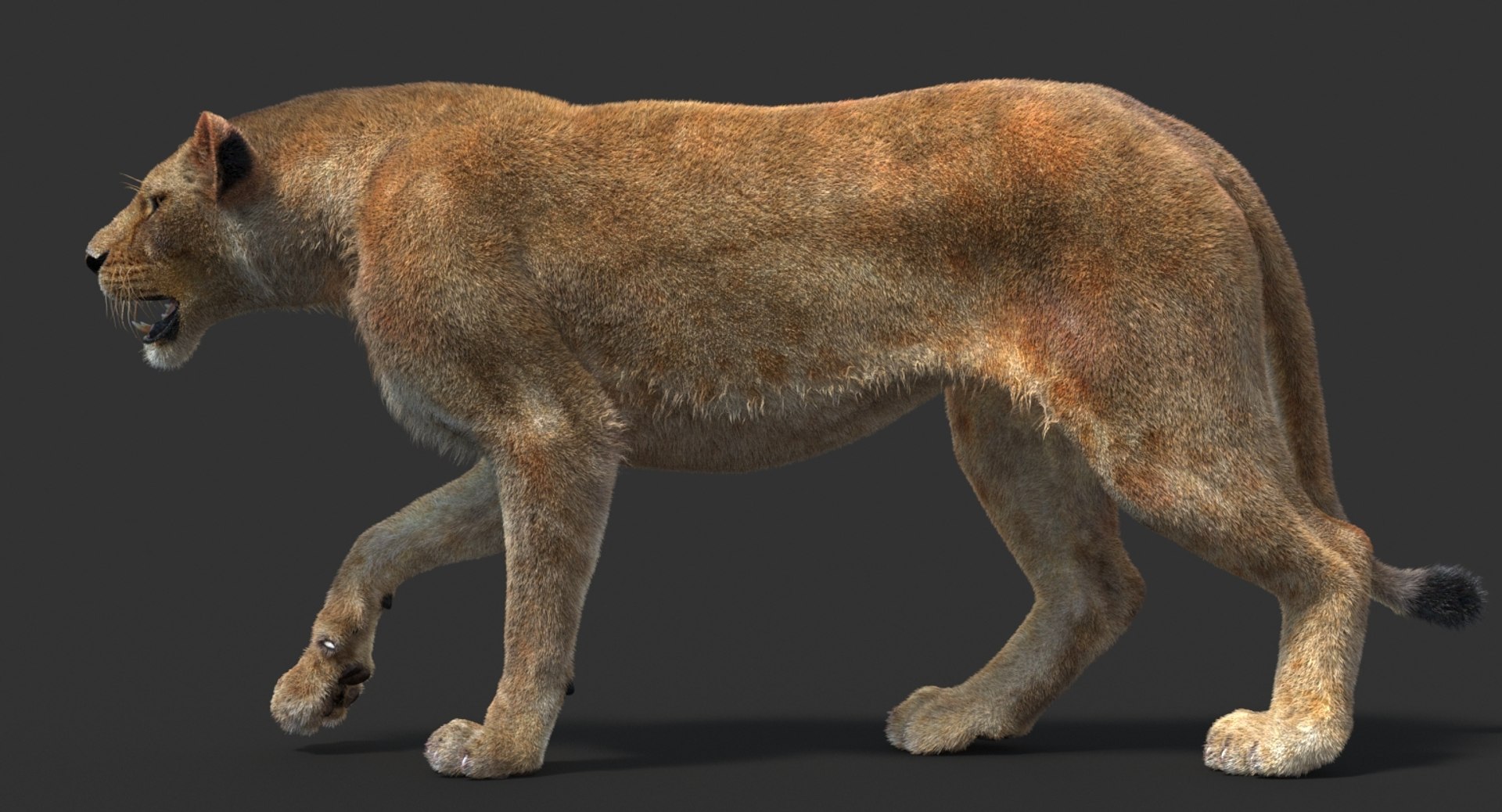 3D lioness 2 fur colors model https://p.turbosquid.com/ts-thumb/uq/yNJToX/m5OL9XZq/lion3dmodelfurvray12/jpg/1493838611/1920x1080/fit_q87/581bda302ebb7ed146903001ca8ca3f5e3fbd734/lion3dmodelfurvray12.jpg