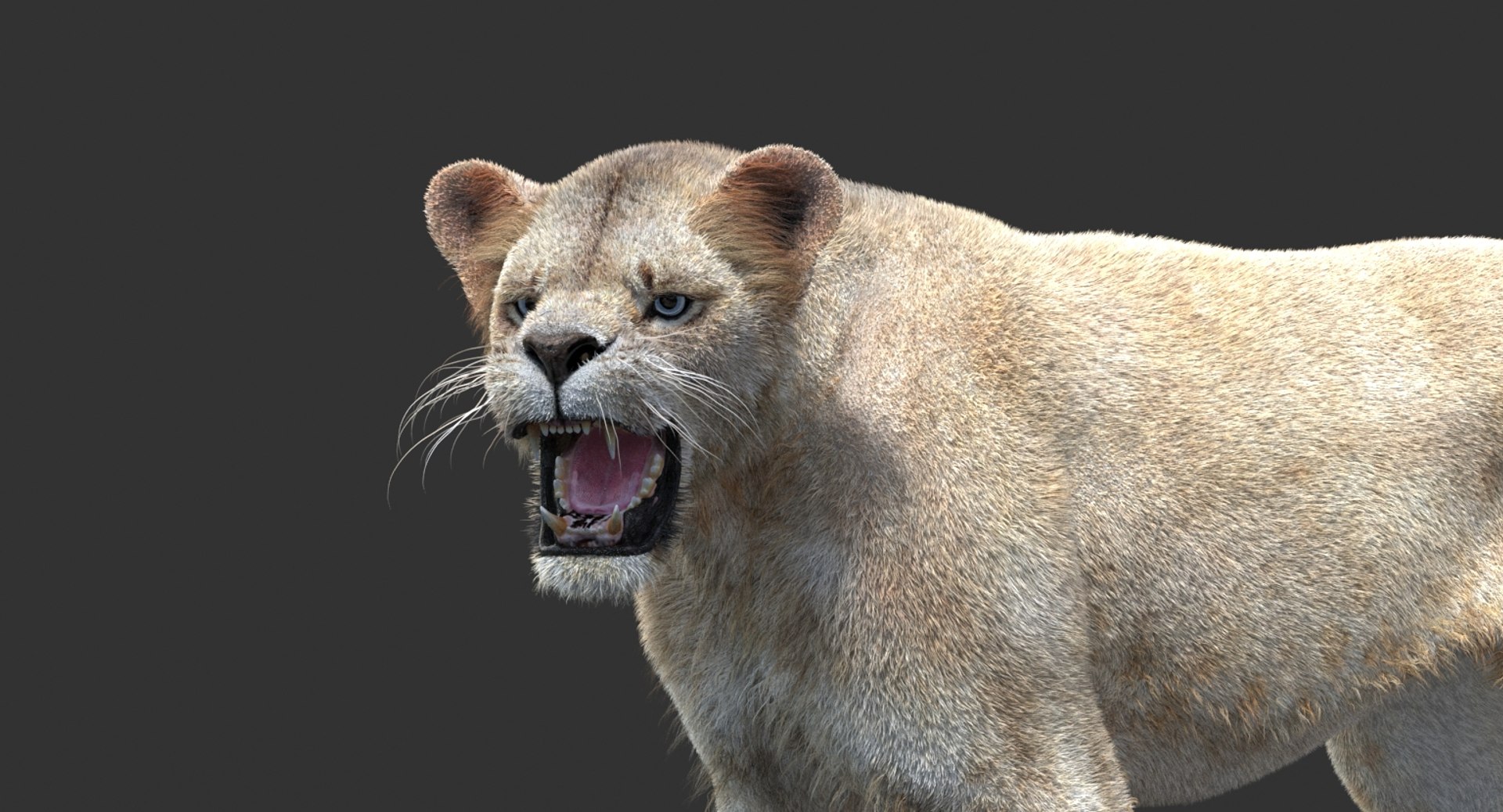 3D lioness 2 fur colors model https://p.turbosquid.com/ts-thumb/uq/yNJToX/vemJPE5j/lion3dmodelfurvray15_white/jpg/1493838611/1920x1080/fit_q87/c00213b82611143cb935f913a95e92344ded83a2/lion3dmodelfurvray15_white.jpg