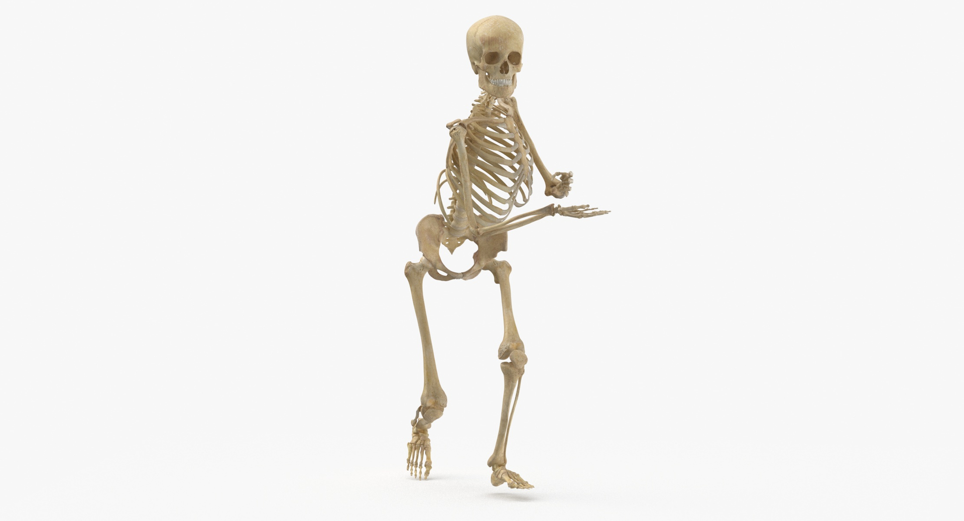 Real human female skeleton model - TurboSquid 1692382
