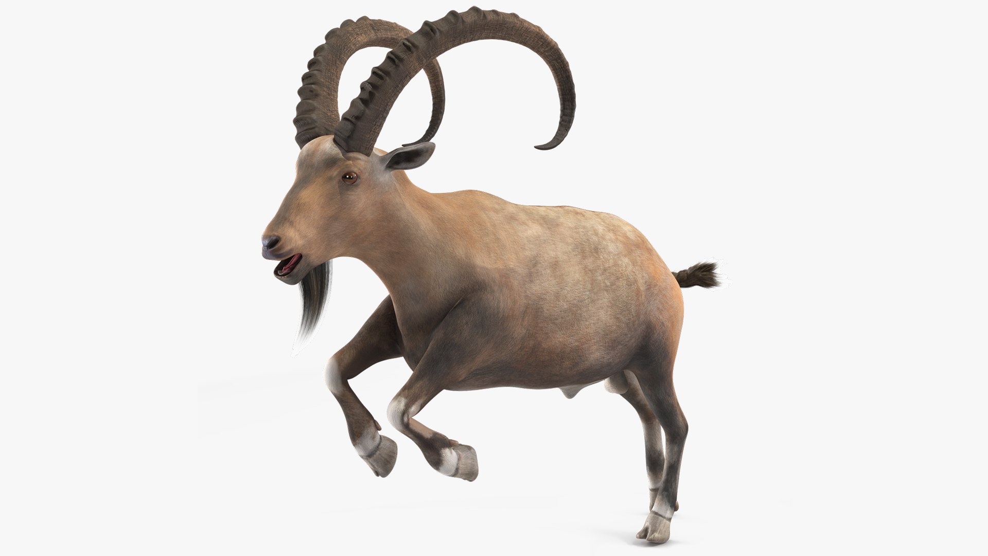 Alpine Ibex Rigged 3D model preview