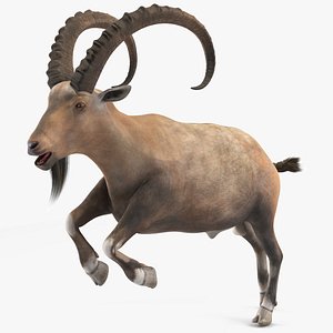 Alpine Ibex Rigged