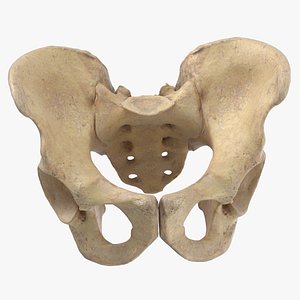 3D human male pelvis sacrum model