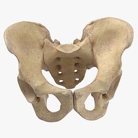 Real Human Male Pelvis Sacrum Ilium Oschium Pubic 01(1)