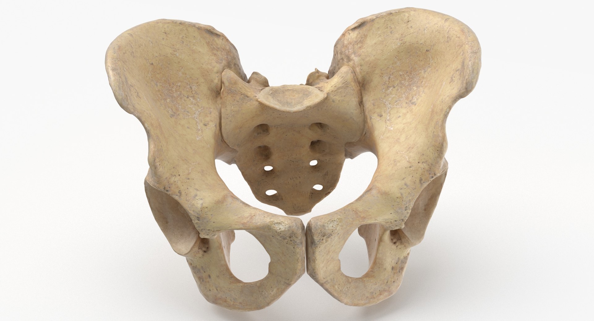 3d Human Male Pelvis Sacrum Model Turbosquid 1689761