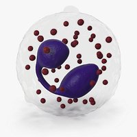 Eosinophil Blood Cell