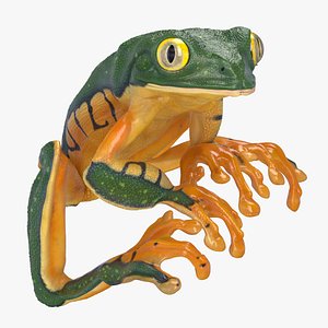 Splendid Leaf Frog Animated