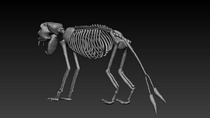 Dinosaur Skeleton 3D